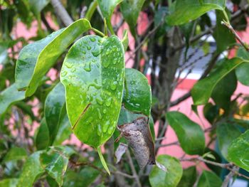 Close-up of plant