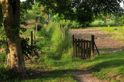 Trees growing on field in forest