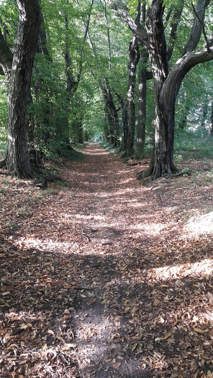 VIEW OF TREES IN FOREST