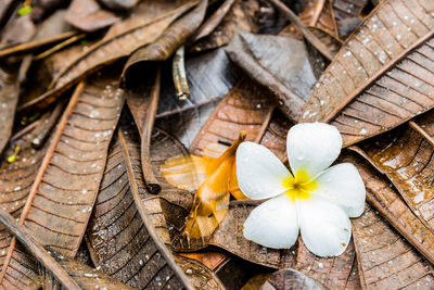 Close-up high angle view of flowers