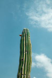 Low angle view of succulent plant against sky