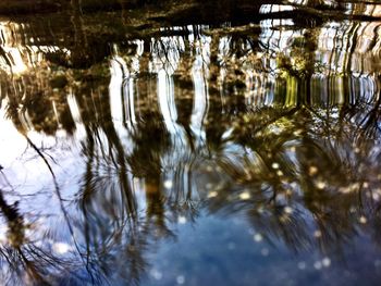 Reflection of trees in water