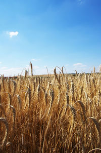 Scenic view of wheat field against sky