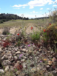 Scenic view of field against sky