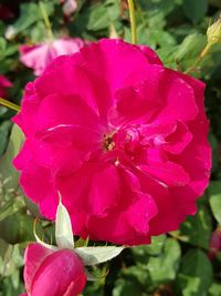 Close-up of bee on pink flower