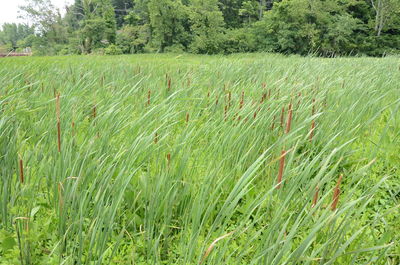 Crops growing on field