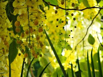 Close-up of yellow leaves on branch