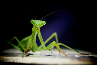 Close-up of grasshopper