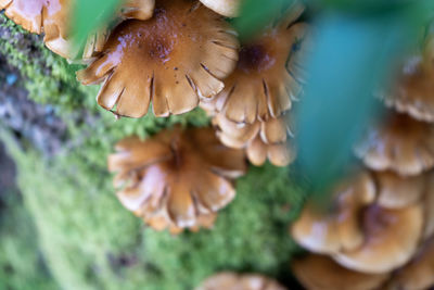 Close-up of mushroom growing on plant