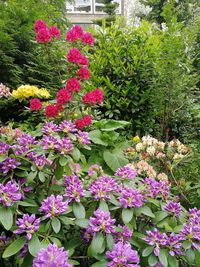 Close-up of pink flowering plants