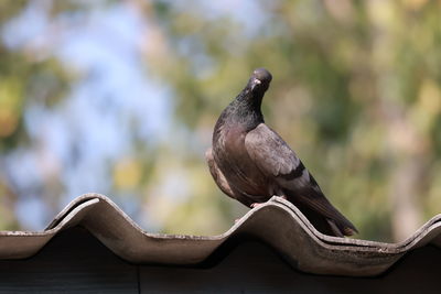 Close-up of bird perching on roof