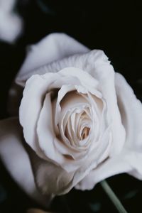 Close-up of rose flower against black background