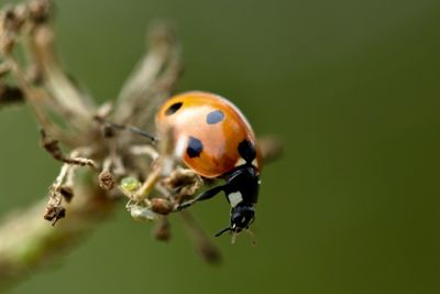 Close-up of ladybug on flower