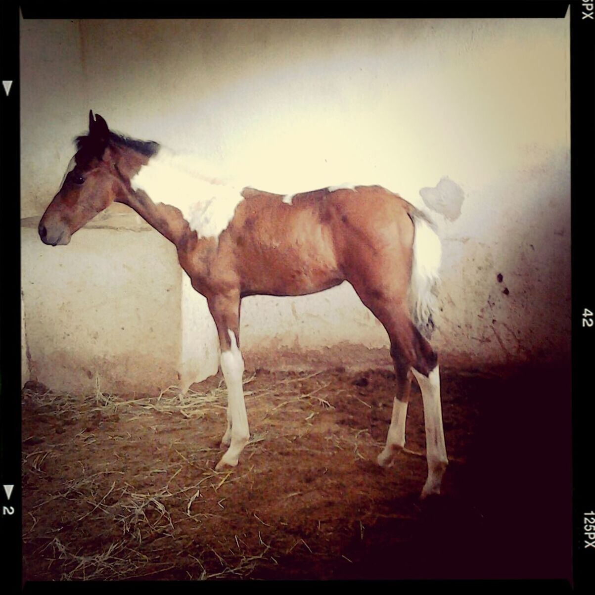 animal themes, transfer print, domestic animals, horse, mammal, auto post production filter, livestock, one animal, full length, standing, herbivorous, field, side view, working animal, brown, two animals, zoology, nature, outdoors, day