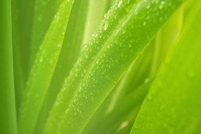 Full frame shot of wet leaves