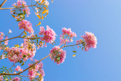 Low angle view of cherry blossoms against blue sky