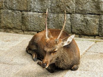 Front view of a deer sleeping