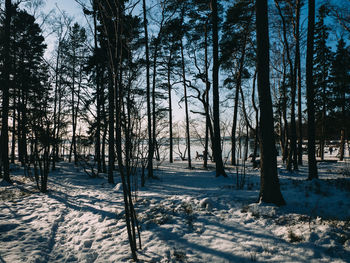 Snow covered trees in forest