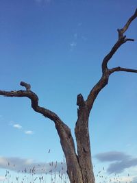 Low angle view of bare tree against blue sky