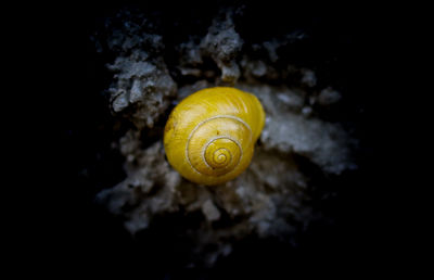 Close-up of snail against black background