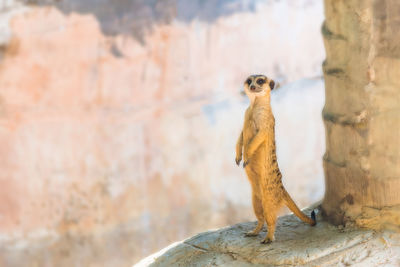 Close-up of meerkat