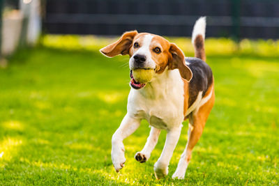 Close-up of dog on grassy field