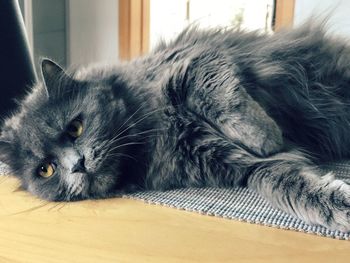 Portrait of a cat lying down at home