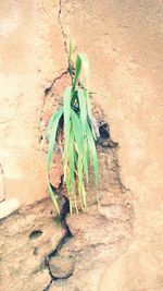 Plants growing on wall