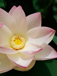 Close-up of pink lotus water lily