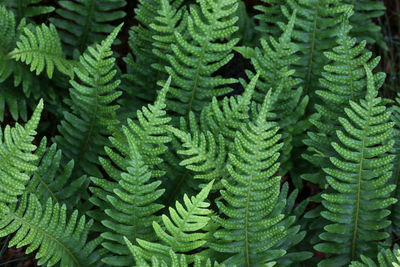 Close-up of fern leaves