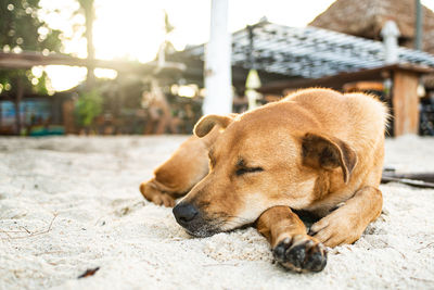 Close-up of a dog sleeping