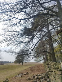 Bare tree on field against sky