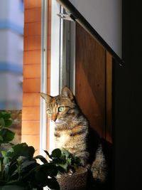 Cat sitting by door