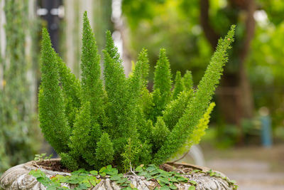 Close-up of plant growing outdoors