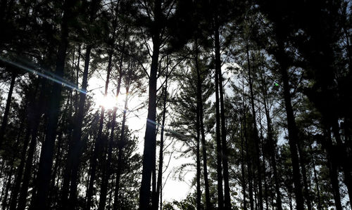 Low angle view of trees against sky