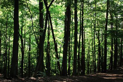 Trees in forest