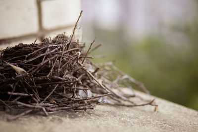 Empty birds nest on window sill