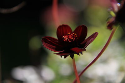 Close-up of maroon flower