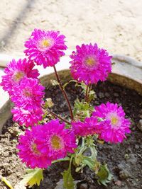 High angle view of pink flowers on field