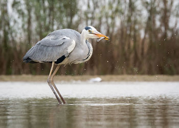 Gray heron hunting fish in lake