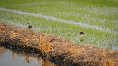 Birds on a lake