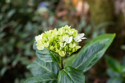 Close-up of white flowering plant