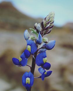 Close-up of purple flowering plant