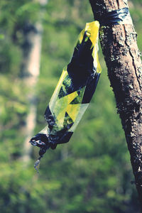 Close-up of leaf hanging on tree trunk in forest