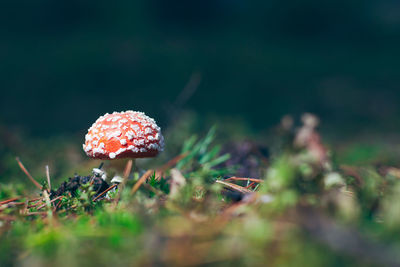 nature