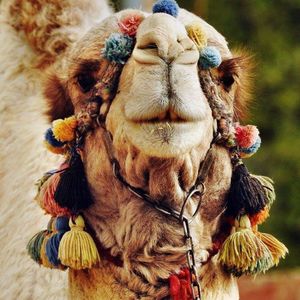 Close-up portrait of a camel