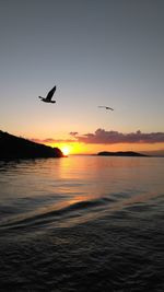 Seagull flying over sea against sky during sunset