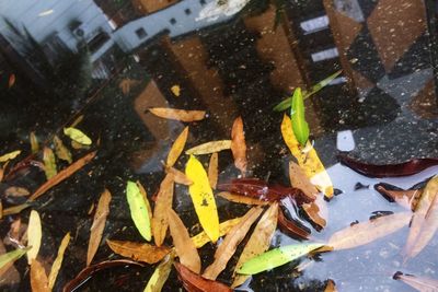 Close-up of autumn leaves in water