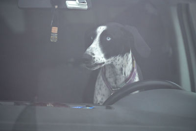 Dog sitting in car