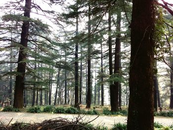 Trees in forest